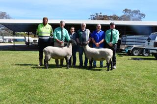 Strong lamb job ensures step up for Belmont and Curlew Valley ram sale