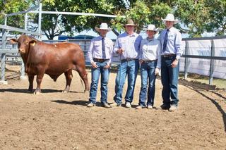 Complete clearance at Jamar Santa Gertrudis sale lifts average to $17,450