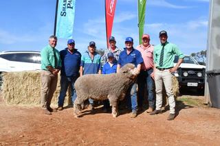 Bigger orders from regular buyers boost Sharlu Park ram sale