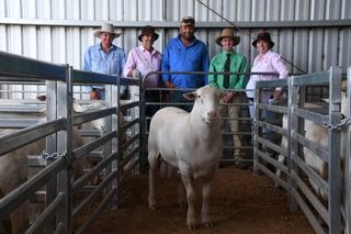 Top-priced Wild Oat ram heads west as Merino operation makes move to SheepMasters