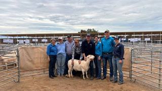 Sensational Saltbush crack $4000 average at White Dorper ram sale