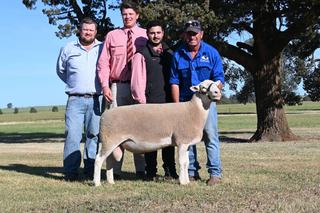 Volume buyers fuel full clearance for Kurralea sheep studs at Ariah Park