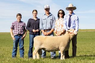 Huge interest brings ram forward to open the Tattykeel sale. Then he topped it