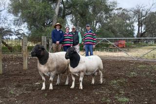 Buyers chase growthy rams at Dell African Dumisa Dorper and White Dorpers