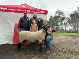 Solid support from return and new clients across Noremac's three-breed sale