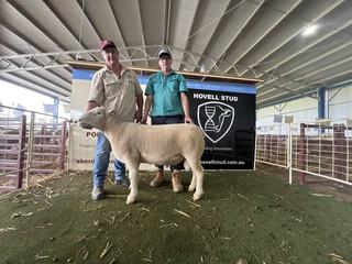 New and repeat buyers chase rams with growth and muscle at Aberdeen and Hovell
