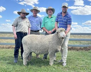 Supreme exhibit makes top money at 38th Bocoble Merino and Poll Dorset sale
