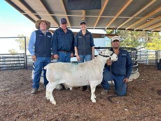 Burrawang clears all rams to hit $25k high for proven White Dorper sire