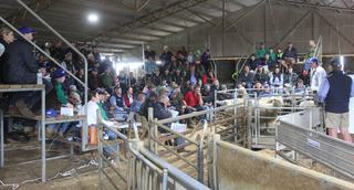 Strong demand for maternal genetics at Chrome's four-breed spring sale