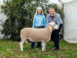 Buyers from five states secure 136 rams and ewes at Detpa Grove's annual sale