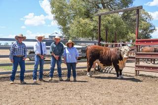 Warren Point's 2026 sale shows commercial faith in proven Hereford lines