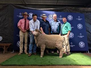 Top ram reaches five figures at Merrignee as buyers back fine wool traits