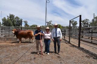 Bullzeye Droughtmaster sale right on target as average prices jump almost $2500