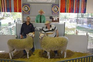 Ewe breeders target length, depth and carcase traits at Bauer Retallack