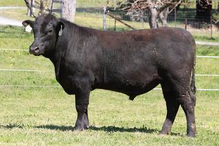 Commercial buyers chase maternal traits at Reiland online bull sale