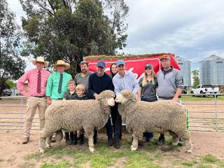 'Year of the Merino': Glenpaen nears best-ever sale with $1000 average jump