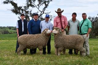 Sires that can 'do both' in demand by clients at Grassy Creek Merinos sale