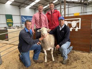 Loyal repeat buyers impressed by Seriston White Suffolks' ram sale offering