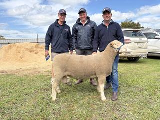 Wrattenbullie Poll Dorset stud lifts numbers, still posts strong average