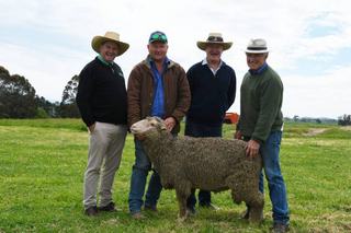 Loyal local producers take home big teams from the Tallawong ram sale