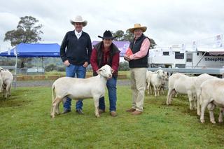 Fast and furious bids push Sheepmaster Parent Stud sale to $20k top price