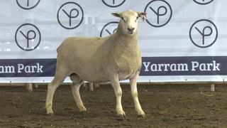 Bidding frenzy pushes Yarram Park maternal ram averages up by nearly $800