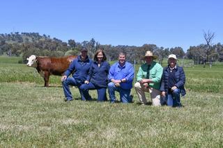 Stud interest high as Wirruna Poll Herefords disperses female herd