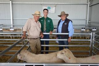 Clean coats and carcase yields attract bidding interest at The Cliffs' auction