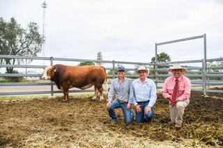New Queensland venue delivers strong results for Woonallee Simmental sale