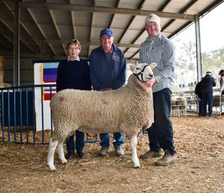 Select rams average over $6000 at Jackson Farming sale