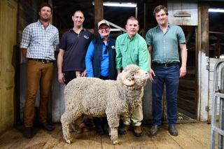 Mt Challicum rams top at $4200 during Southern Victorian Merino Field Days