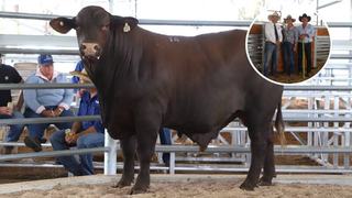 Gamble pays off for Drensmaine's wet Sunday Santa Gertrudis bull sale
