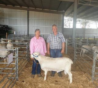 Shearing costs drive strong demand for Brendarey's Australian White rams