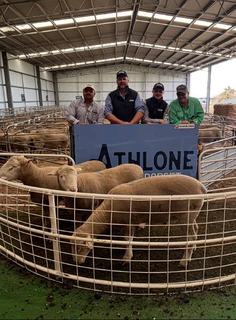 Athlone ram sale achieves near-total clearance in almost 300-head sale