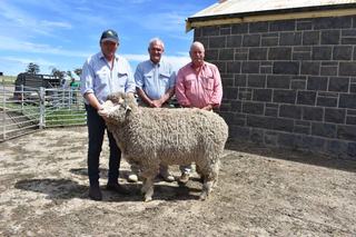 'Clearance is king': Stud Park South's dual-purpose sheep secured at 15th sale
