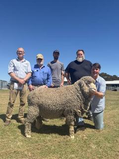Wurrook Merino stud's top ram a stand out for his 'beautiful fleece'