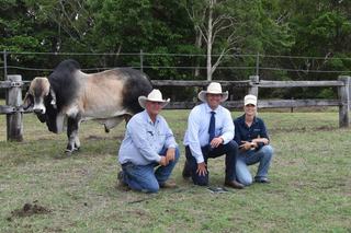 Local Proserpine stud takes home top Great Northern bull for second year