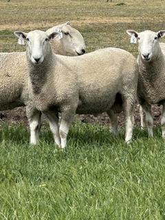 Inverleigh Border Leicester sale hits $2700 for well structured ram