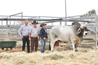 Maverick's price tag jets to $100,000 at Lancefield Brahmans Invitation Sale