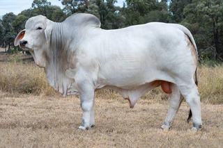 Brahman buyers honour Carinya prefix's final sale with a $19,800 average