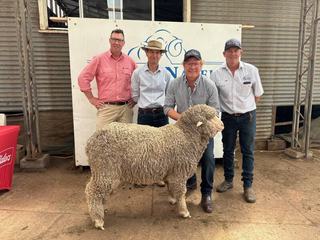 Nareeb Nareeb lifts annual sale with top Merino ram up $1000 on 2025 result