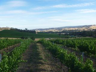 Farm Sold - VIC - Murrindindi - 3717 - Yarradindi Vineyard