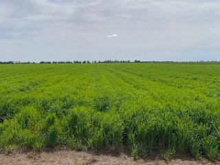 Farm Sold - NSW - Coleambally - 2707 - Productive Entry Level Rural Land