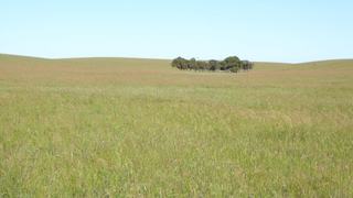 Farm Sold - SA - Carcuma - 5301 - 