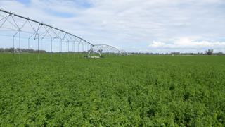 Farm Sold - SA - Mundulla West - 5270 - 