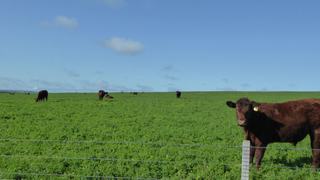 Farm For Sale - SA - Willalooka - 5267 -