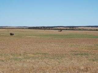 Farm For Sale - SA - Sandalwood - 5309 - Warm Grazing or Cropping Enterprise