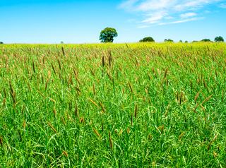 Farm Sold - QLD - Roundstone, Moura - 4718 - Freehold