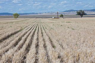 Farm Sold - NSW - Blackville - 2343 - A rare opportunity to purchase in a well held district, Ngoora, Blackville, Liverpool Plains, NSW