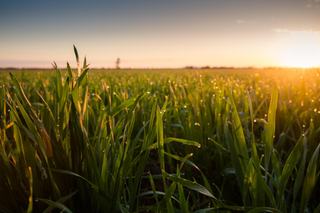 Farm For Sale - NSW - Burcher - 2671 -
